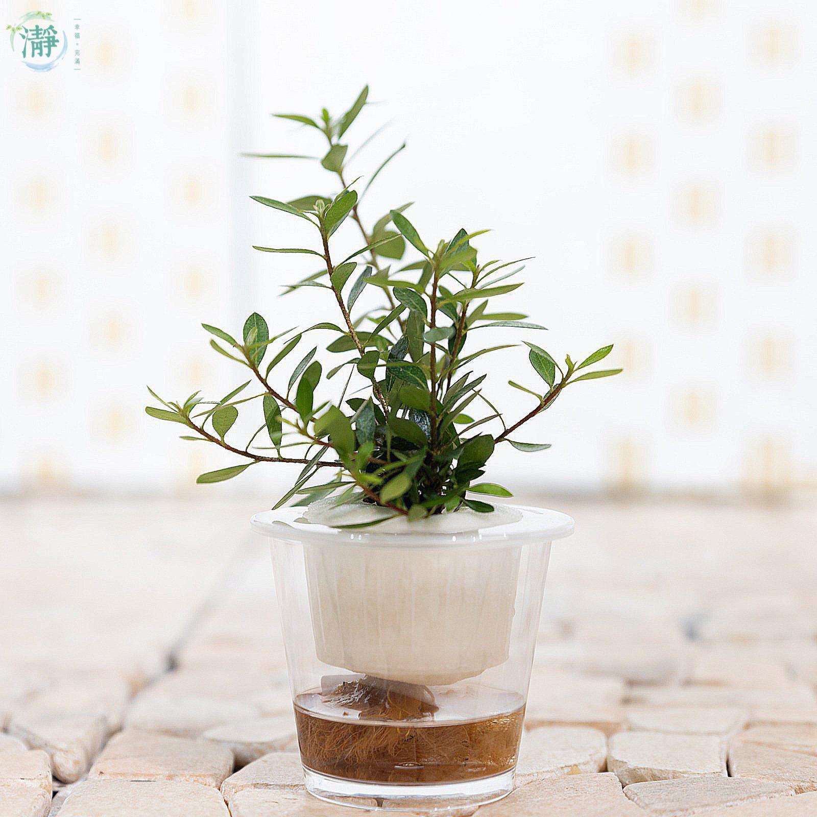 9GreenBox - Wonderful Pomegranate Tree very sweet 9GreenBox - Wonderful Pomegranate Tree very sweet