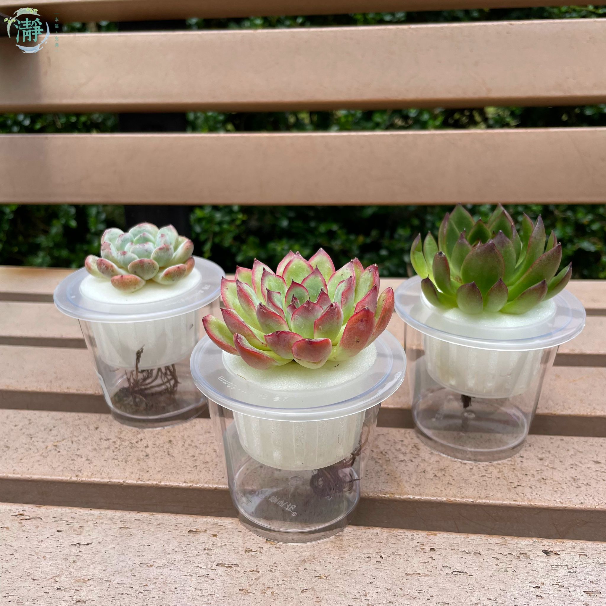 水種植物專門店水種植物多肉植物