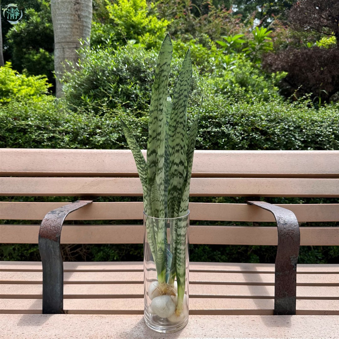 水種植物專門店 水種植物 觀葉類 虎尾蘭 銀麥青葉虎尾蘭
