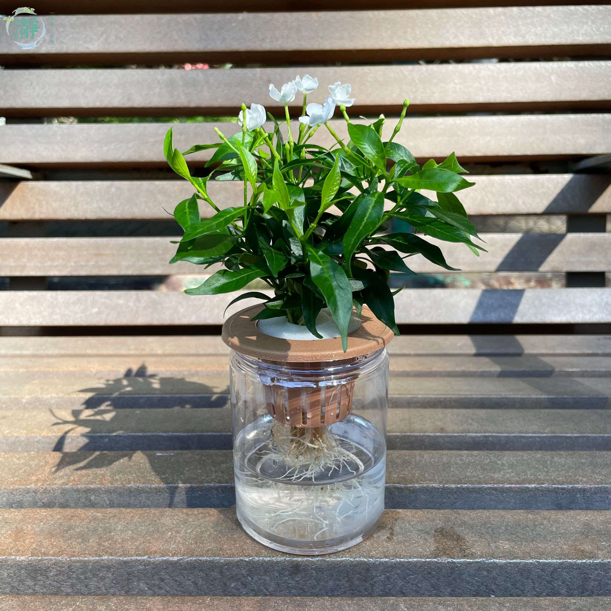 茉莉 冻干茉莉茶-冻干茉莉茶促销价格、冻干茉莉茶品牌- 淘宝