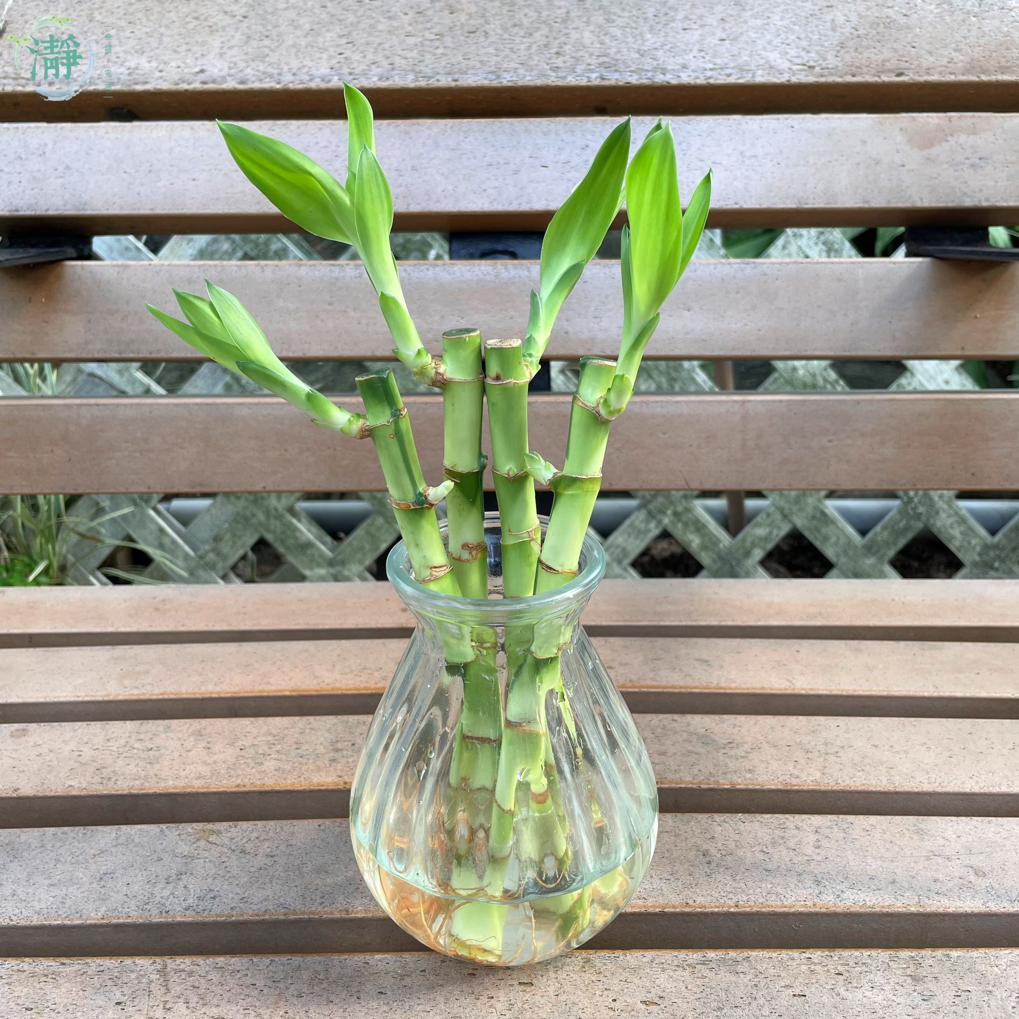 釈菜　1206060 水種植物專門店 水種植物 富貴竹 水生花瓶富貴竹套裝 富貴竹套裝