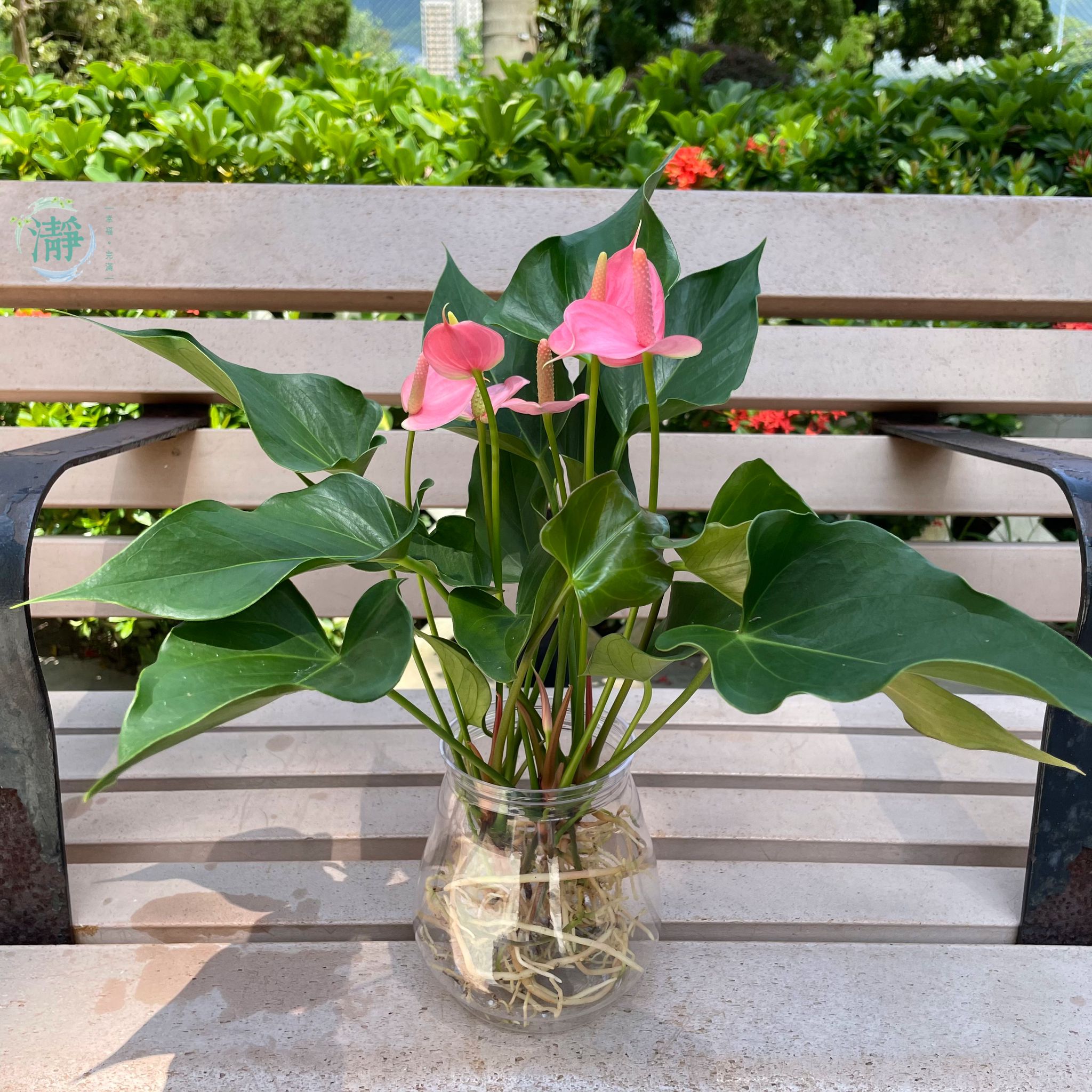 H*S様 Anthurium andraeanum Linden 斑入りピンク新 H*S様 Anthurium andraeanum Linden 斑入りピンク新 Anthurium