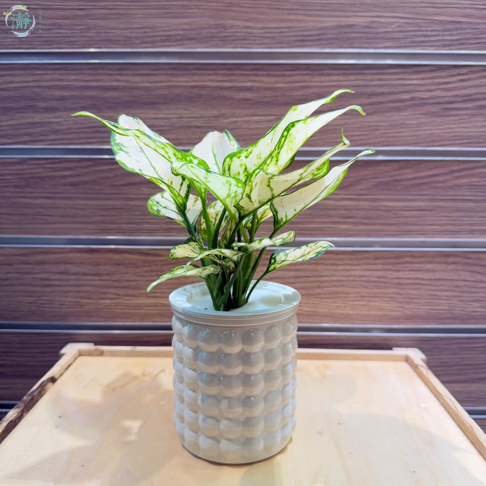水種植物專門店水種植物觀葉類萬年青白霞萬年青