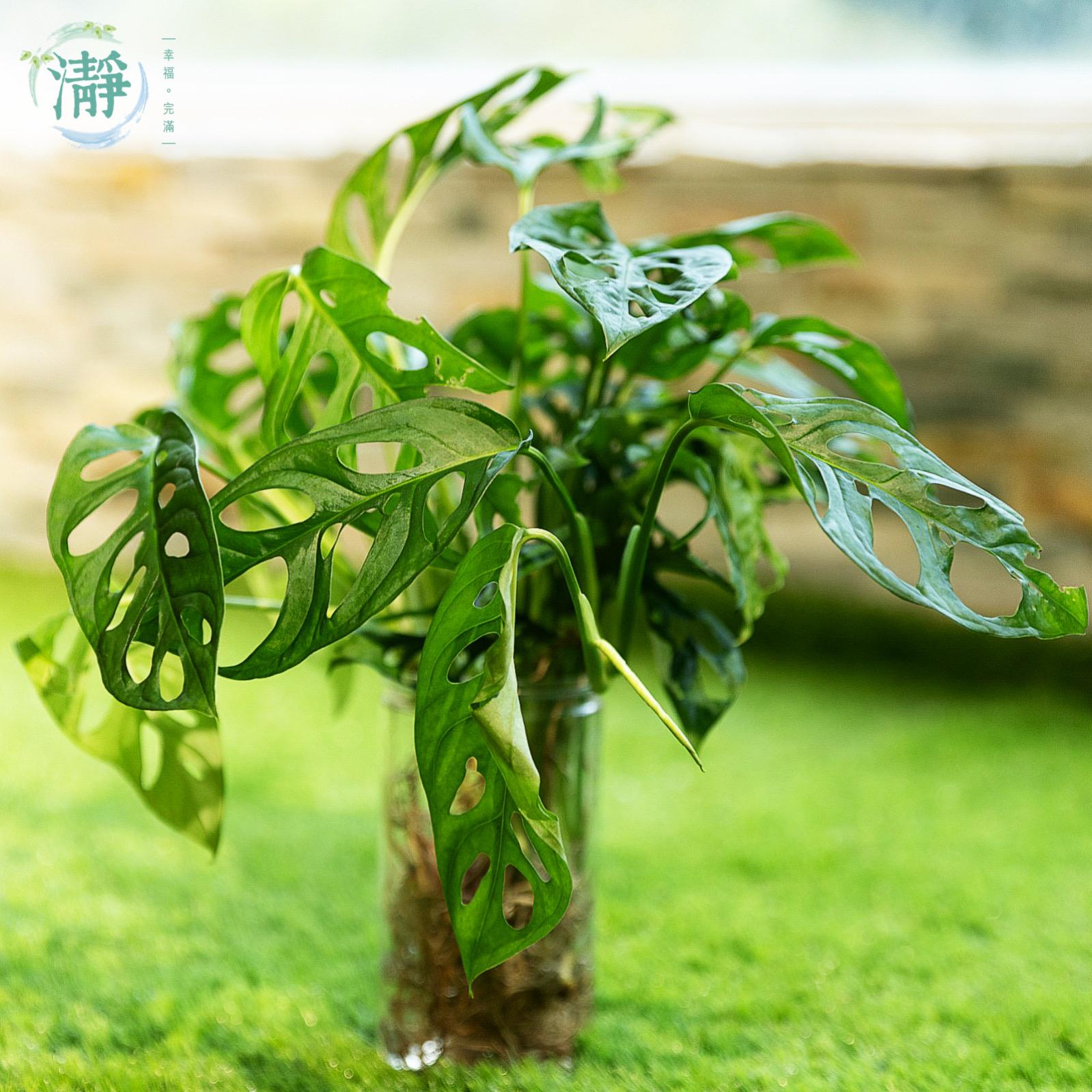 葉 Monstera Monstera deliciosa | Steve's Leaves Aroid Exotic Plants