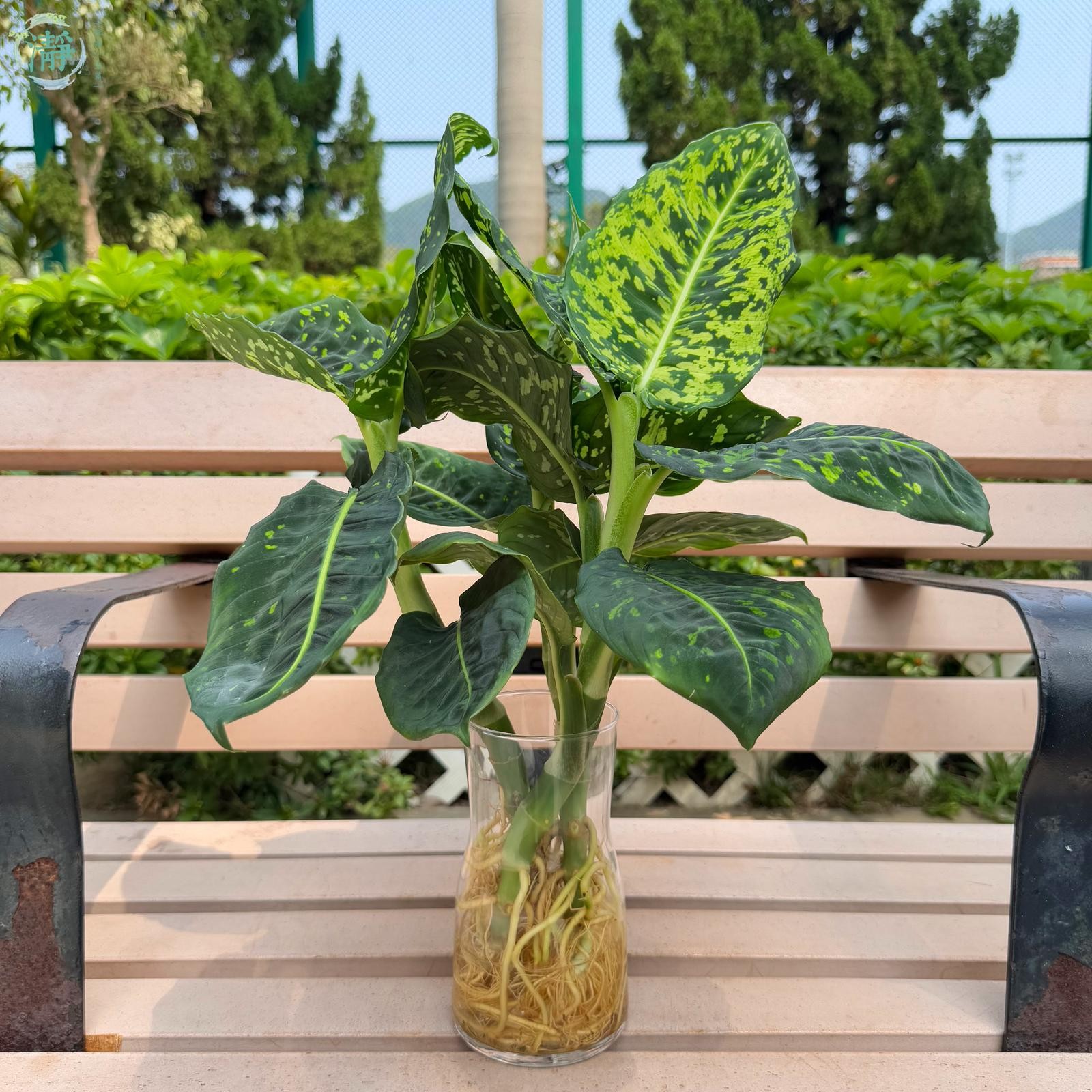 水種植物專門店水種植物觀葉類萬年青粗肋草帝王青萬年青