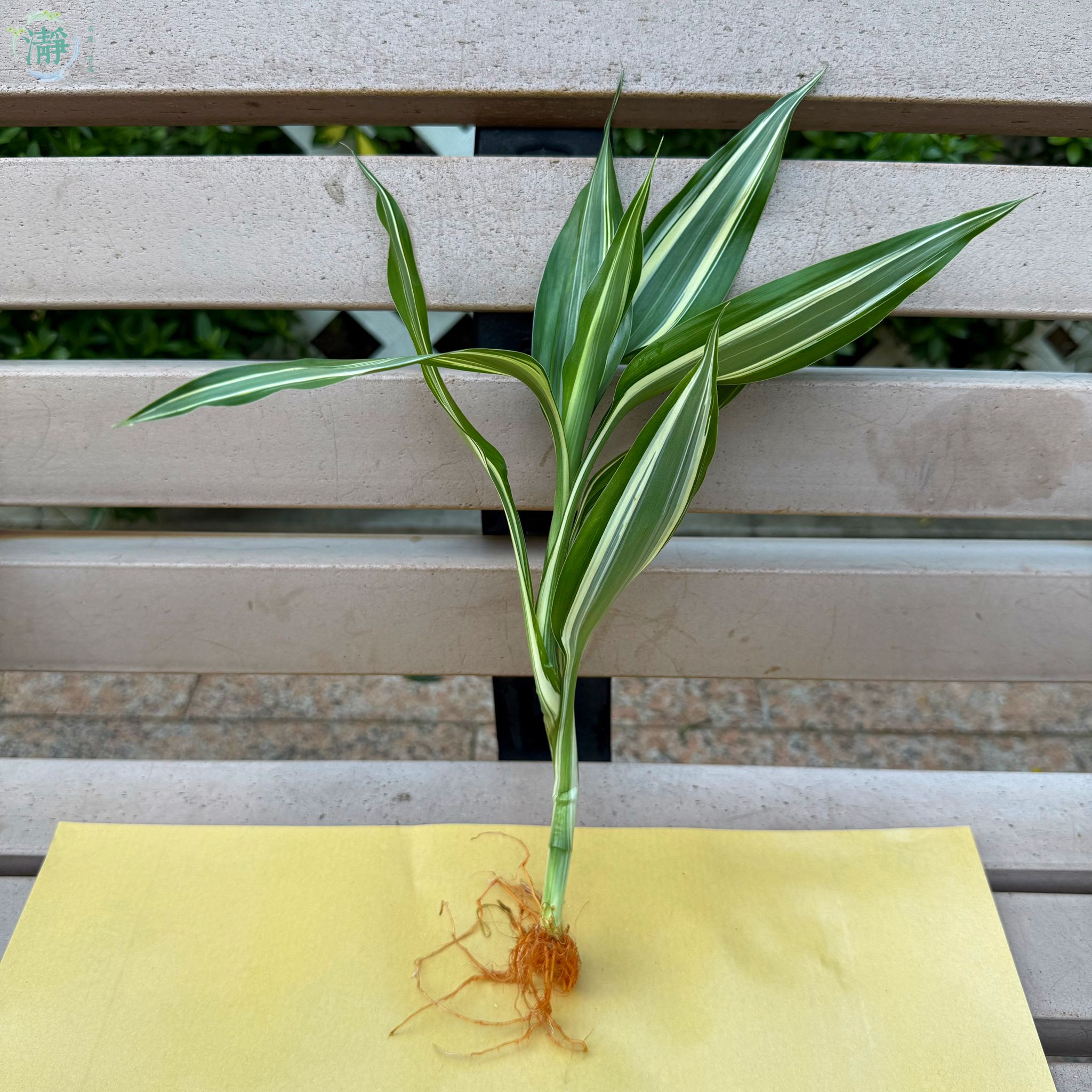 水種植物專門店水種植物富貴竹觀音富貴竹女王富貴竹 