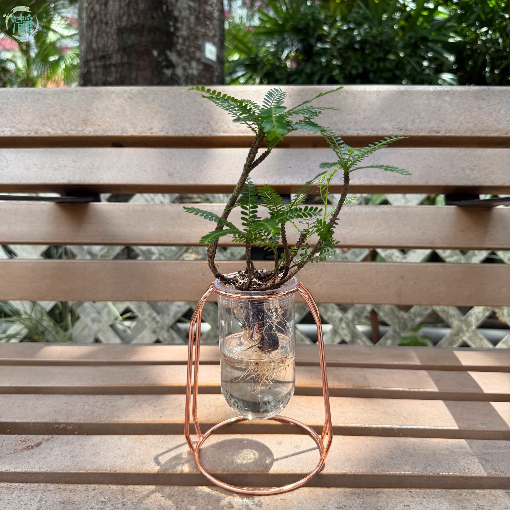 水種植物專門店 水種植物 樹幹類 海島月下珠 海南葉下珠
