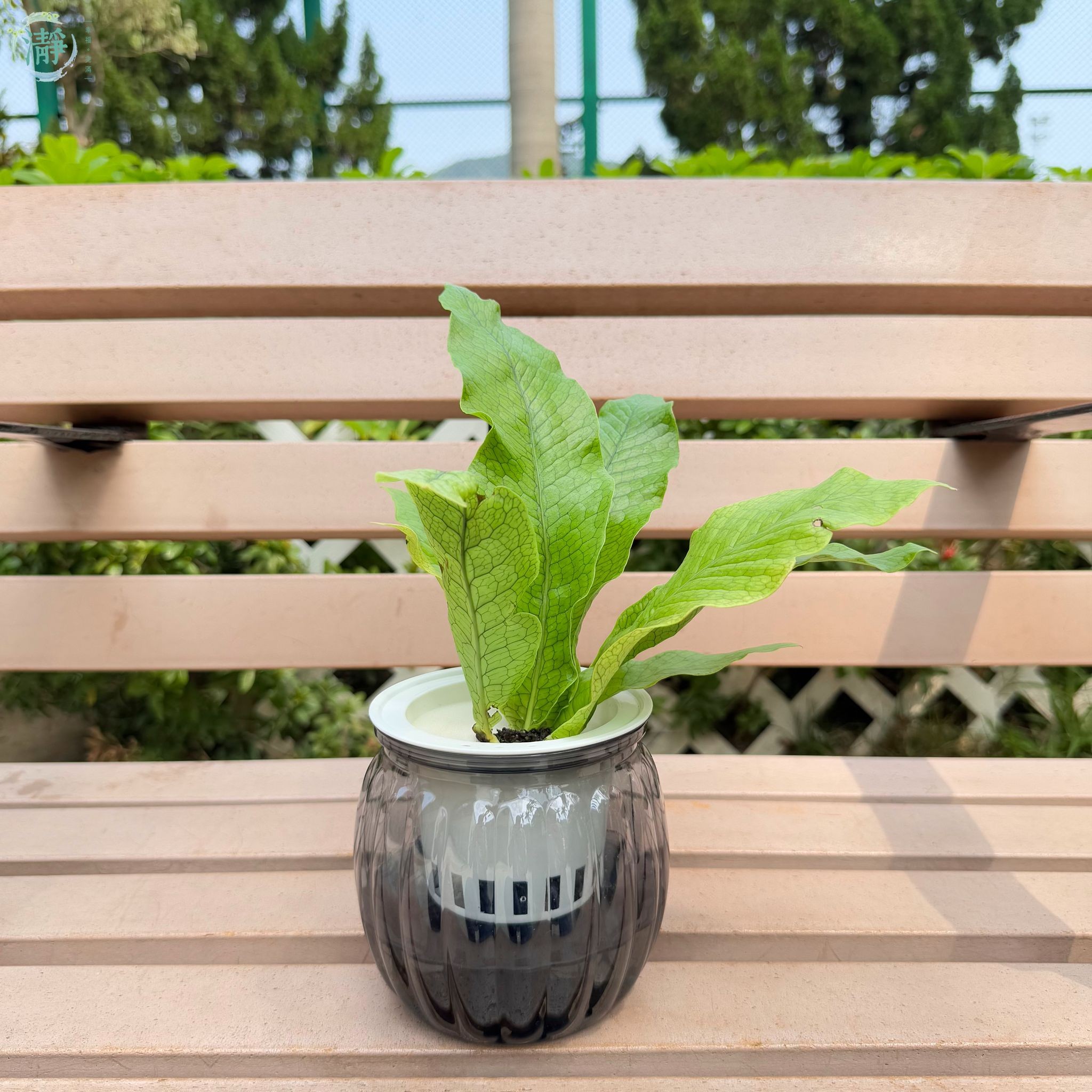 蕨 水種植物專門店 水種植物 觀葉類 蕨類 鱷魚皮星蕨 蛇皮蕨