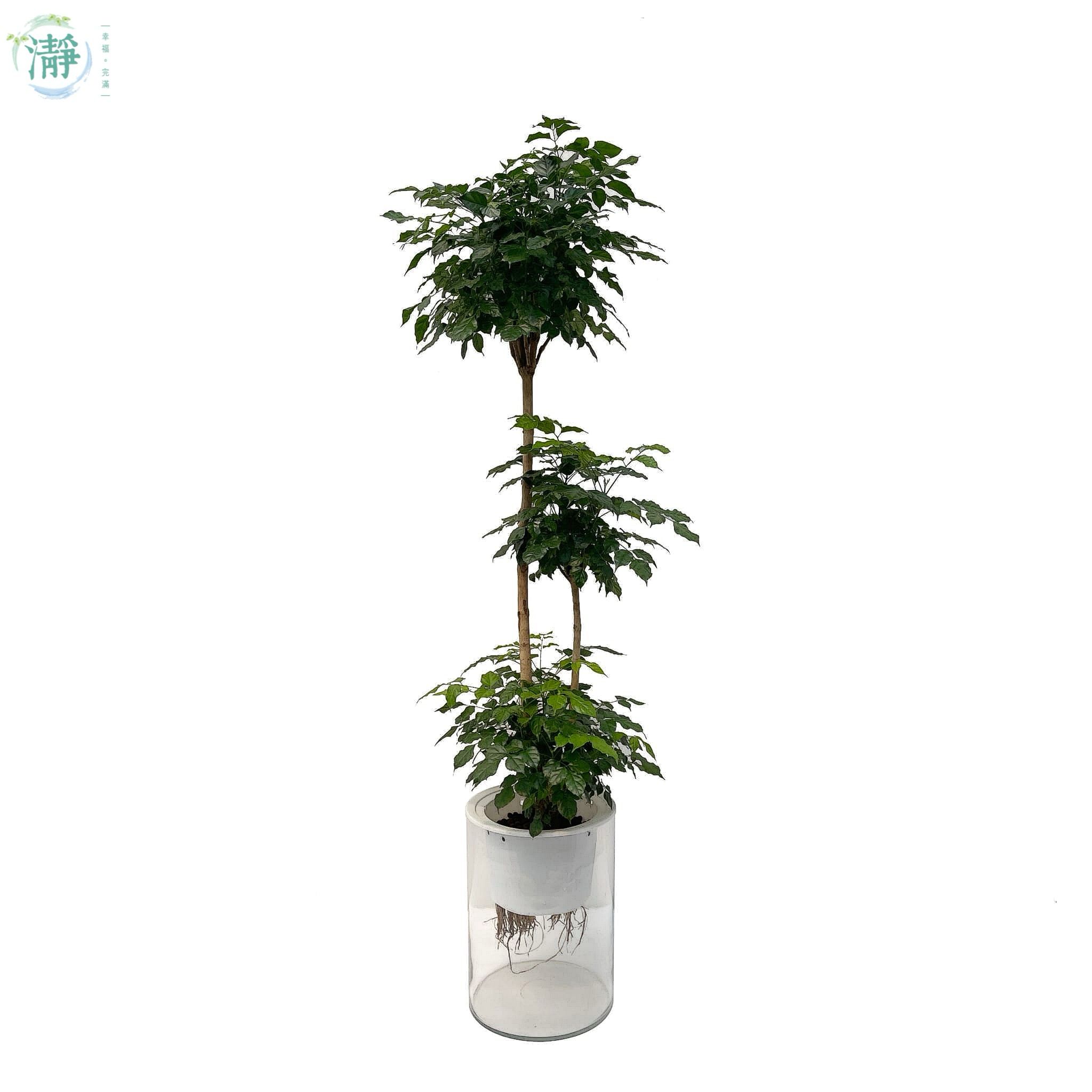 水種植物專門店 水種植物 樹幹類 大型水種植物 綠寶樹