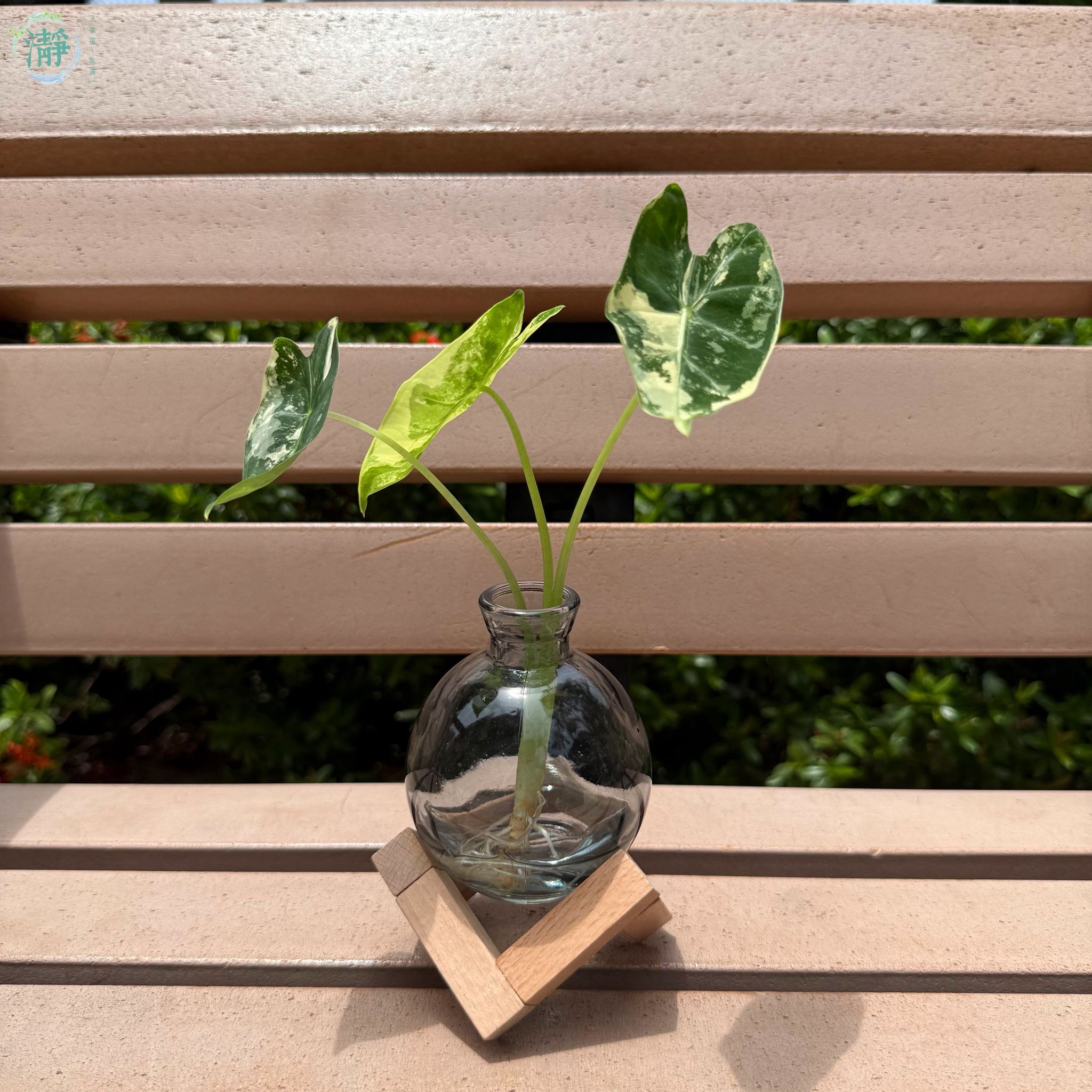 水種植物專門店水種植物觀葉海芋白錦綠天鵝絨海芋