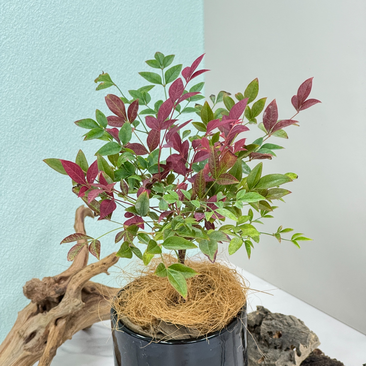 花台　壺台　鑑賞台 Amazon.com: Kenroy Home 32297WBZ Aweigh 檯燈,中號,風化青銅