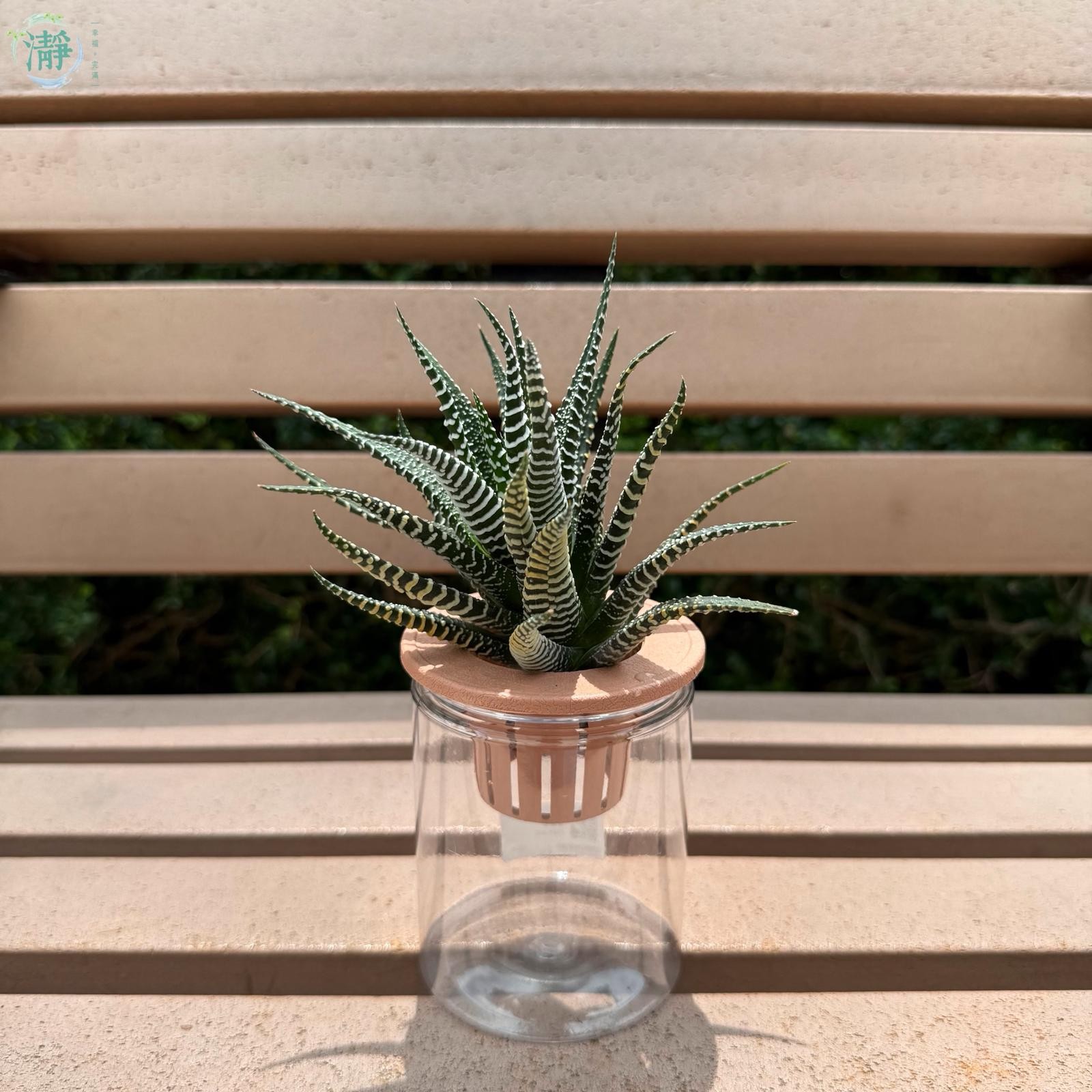 水種植物專門店水種植物塊根多肉植物十二之卷耐蔭多肉植物
