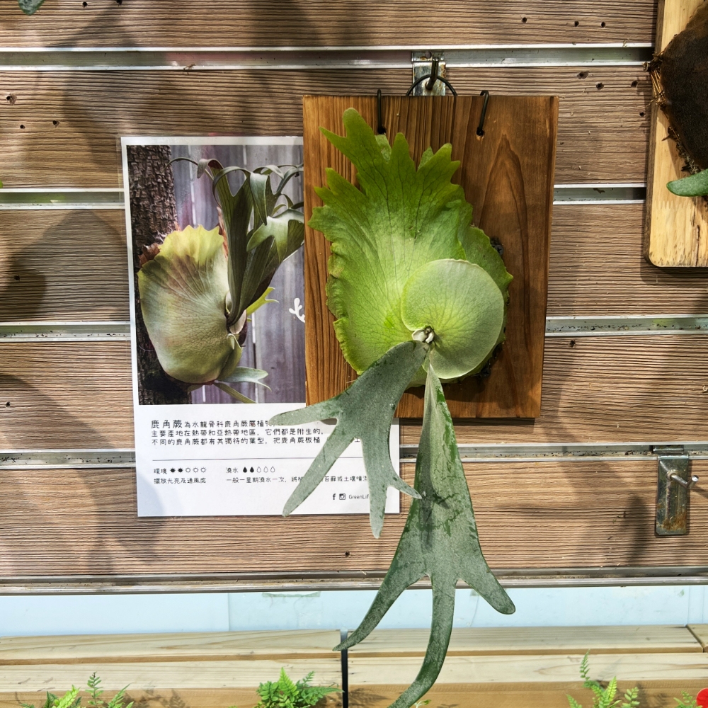 板植細葉爪哇鹿角蕨