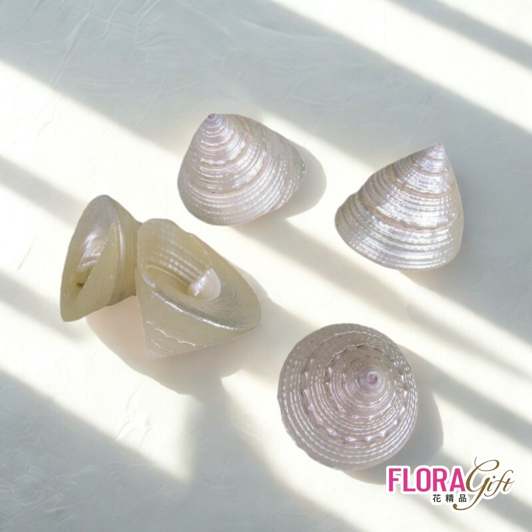 貝殼-小銀光塔螺4-5CM | 熱銷推薦| Brighten-Mall