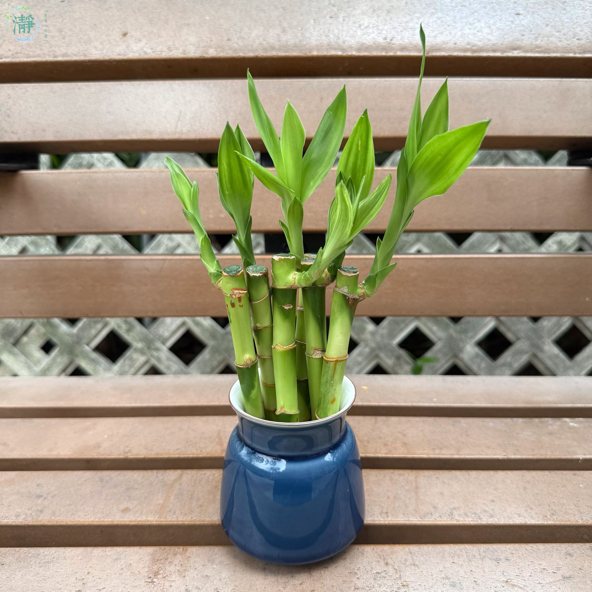 水種植物專門店水種植物富貴竹富貴竹套裝配玉壺青瓷