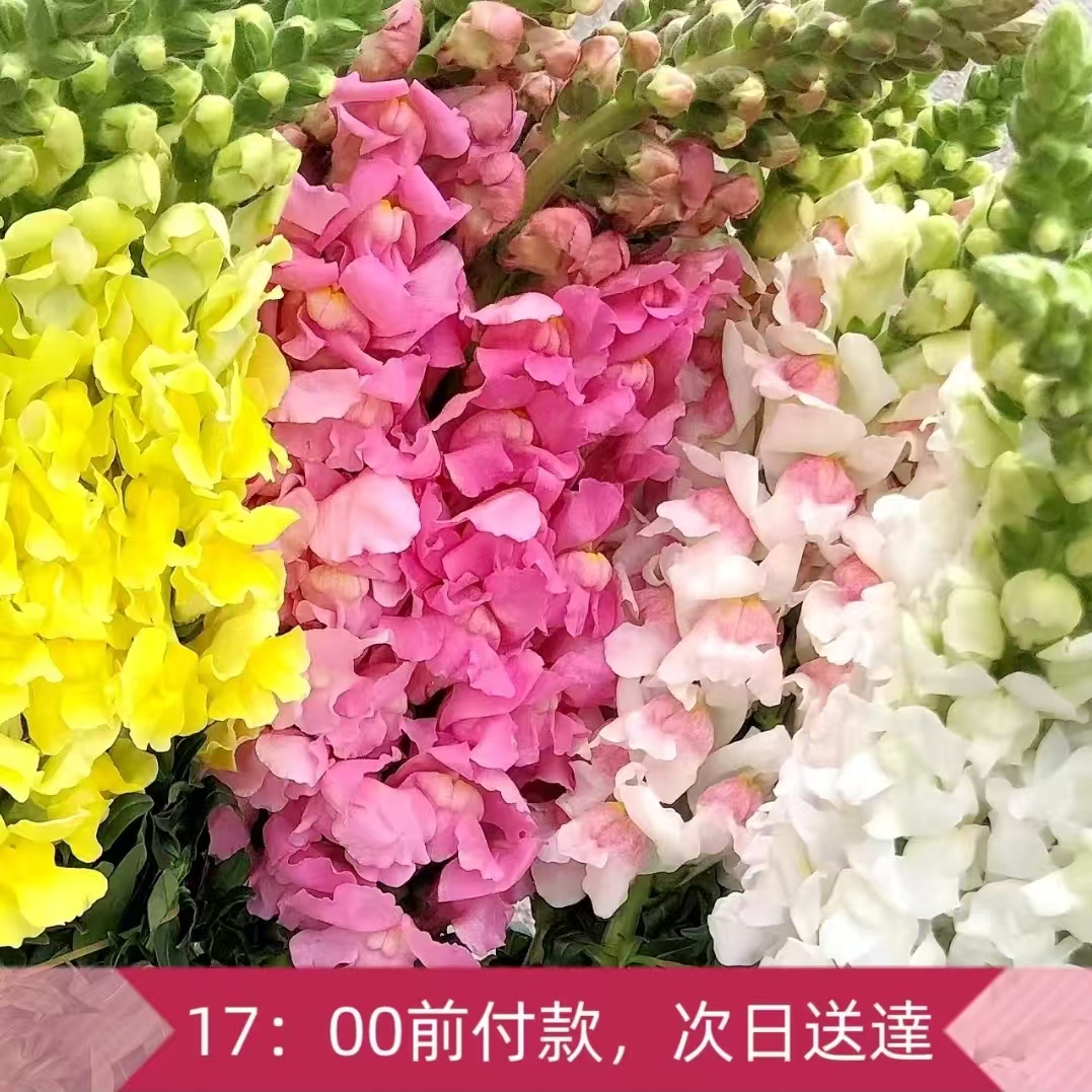 ★金魚草⑫〜⑳★ Z-Man Billy Goat | Fishing Online