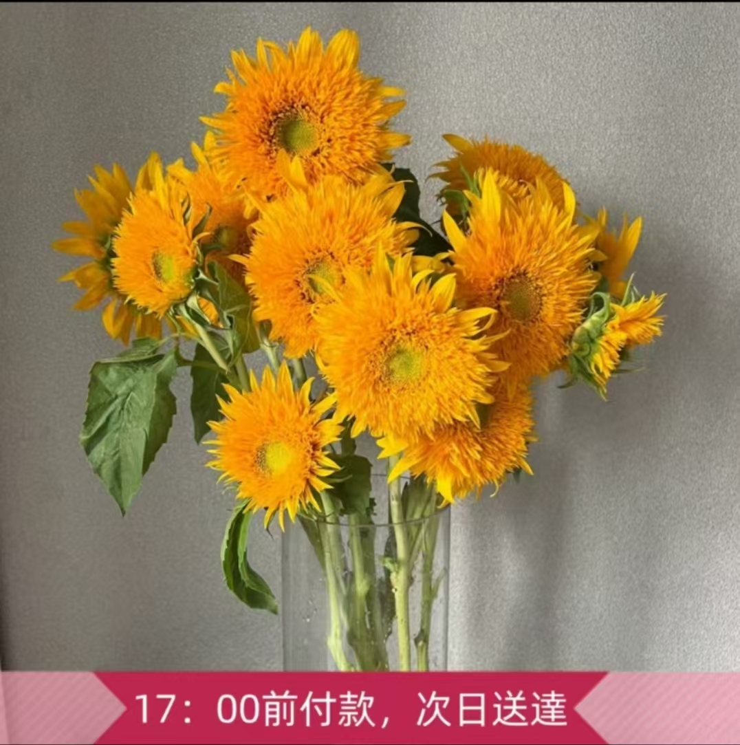 向日葵-多頭向日葵-泰迪| 熱銷推薦| Brighten-Mall