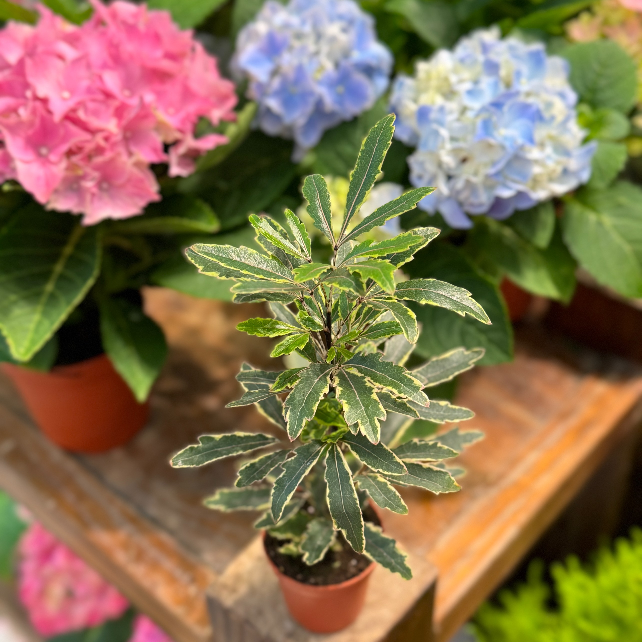 金邊孔雀木| 繽紛Brighten Mall