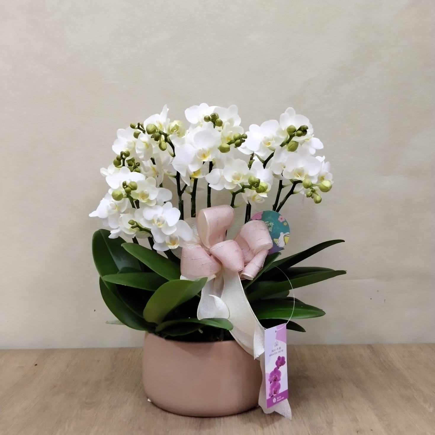 白礁  花卉圖 白蘭花手繪油畫、盆栽蝴蝶蘭、花卉畫塔蒂艺术绘画工作室- Pinkoi