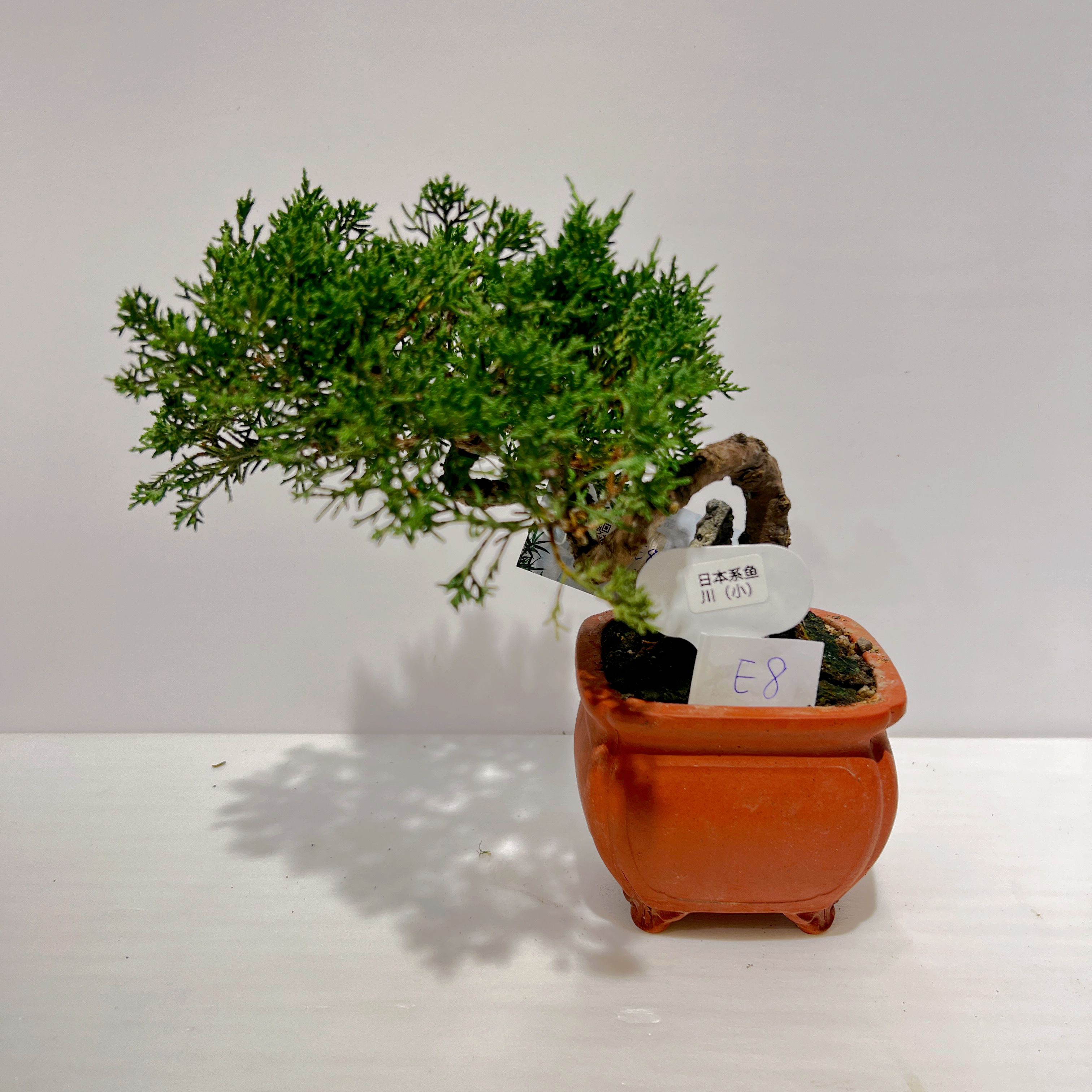日本系魚川真柏盆景