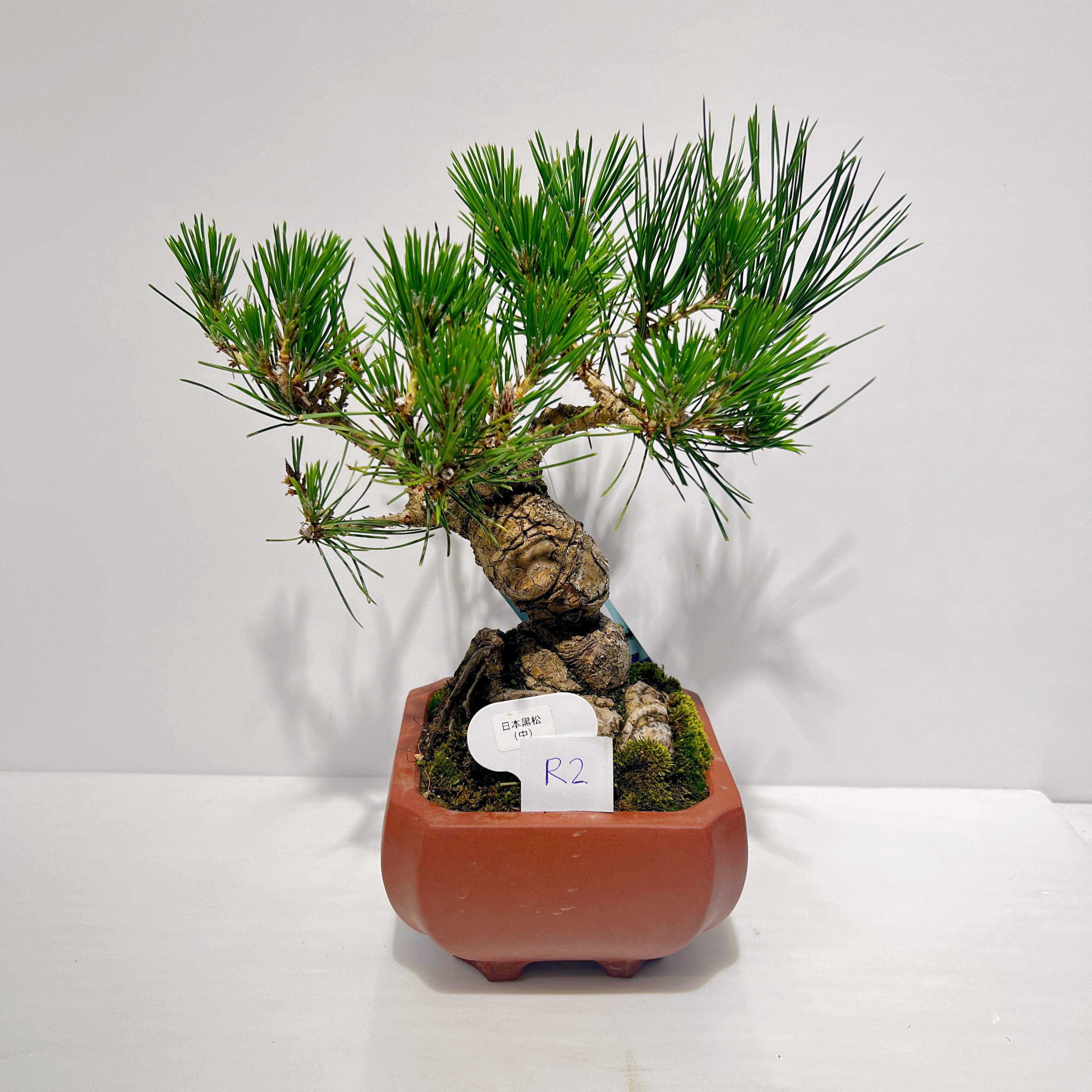 黑 松 黒松 小品盆栽 送料無料 bonsai 盆栽ショップ わびさび Yahoo 店