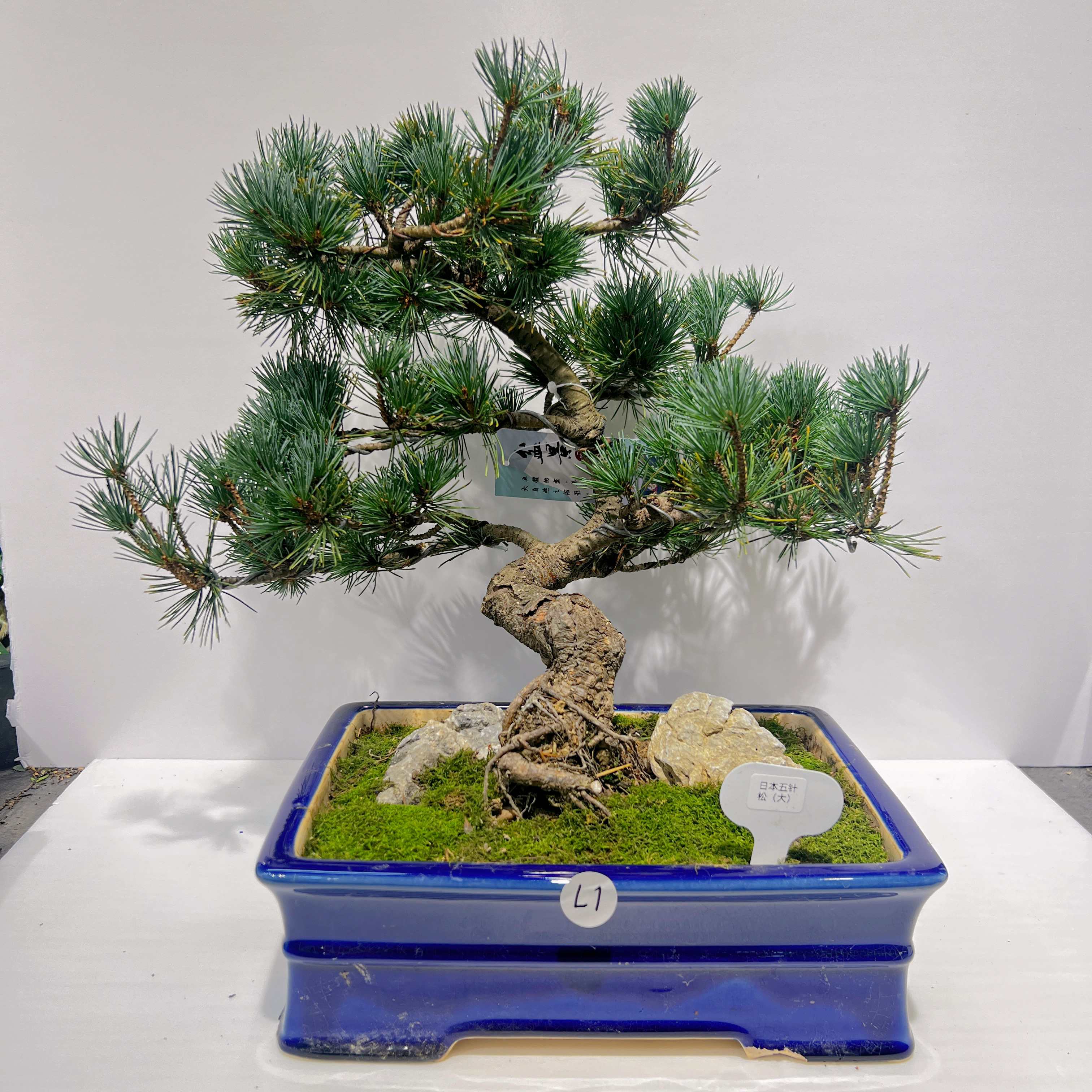 五葉松盆栽！ 日本五針松盆景