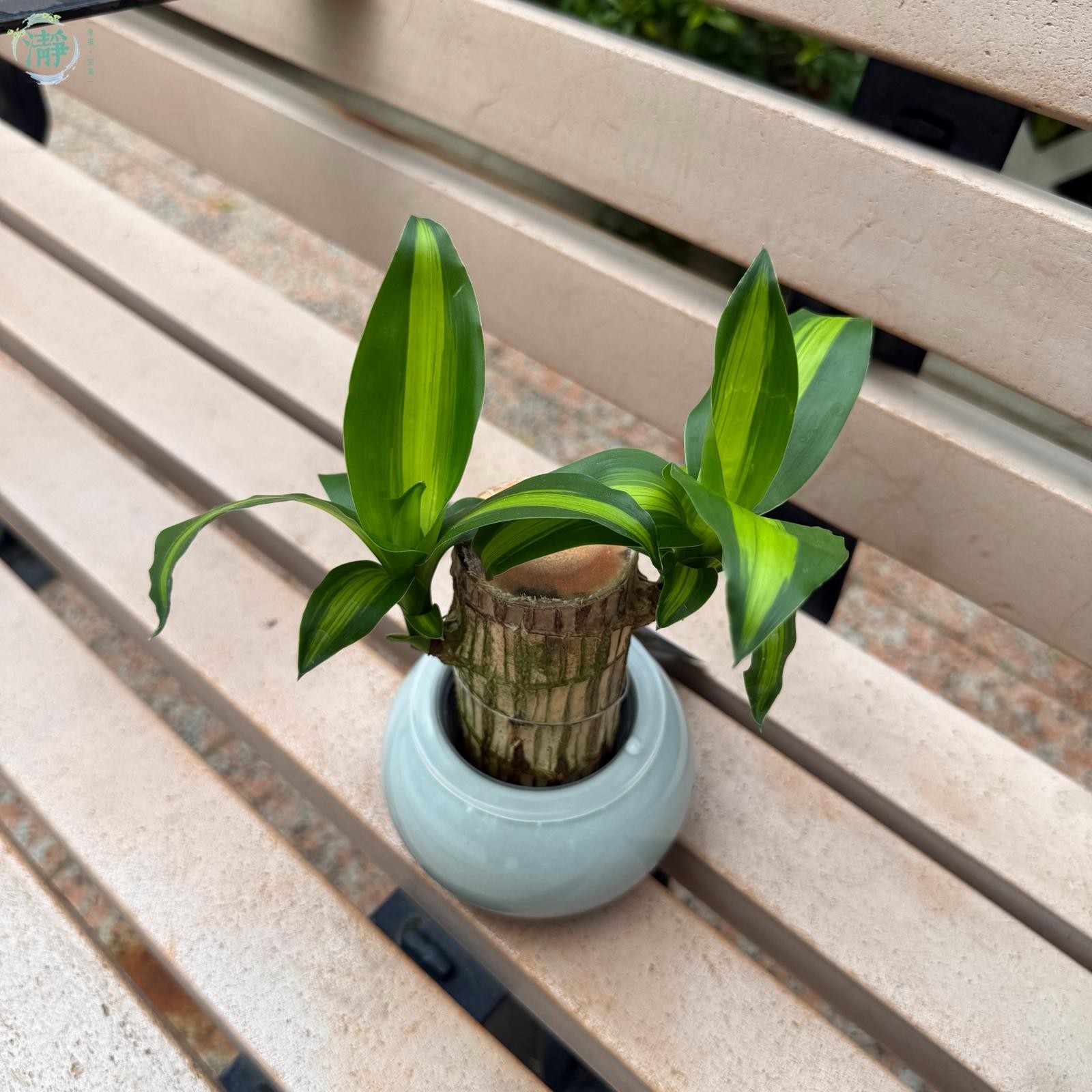 水種植物專門店水種植物盆景系列巴西鐵木樁