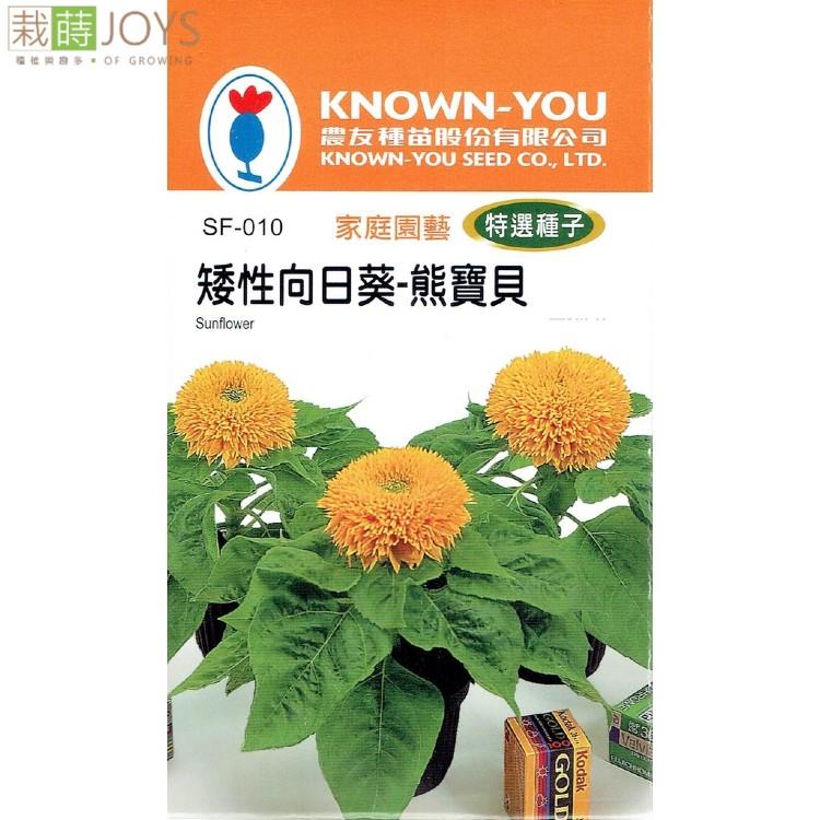 台灣種子-SF-010 矮性向日葵「熊寶貝」