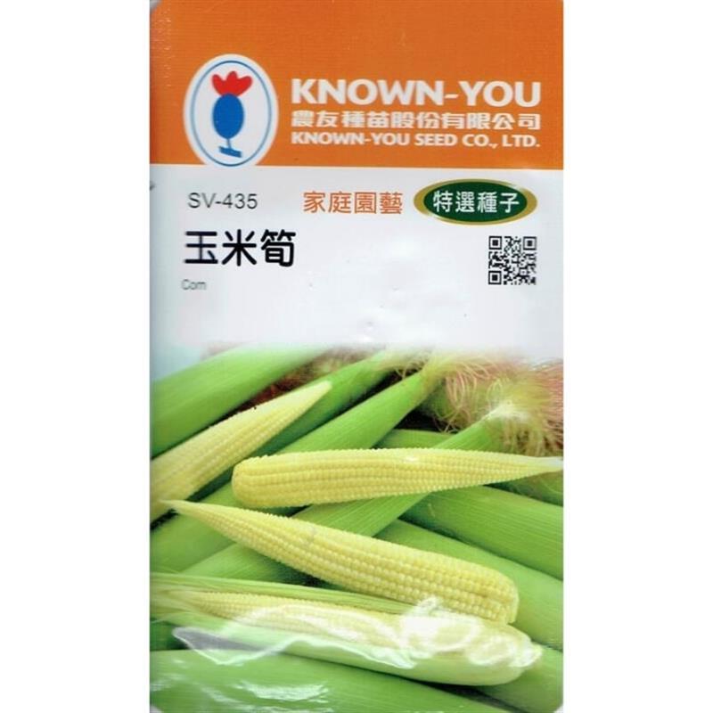 台灣種子-SV-435 玉米筍