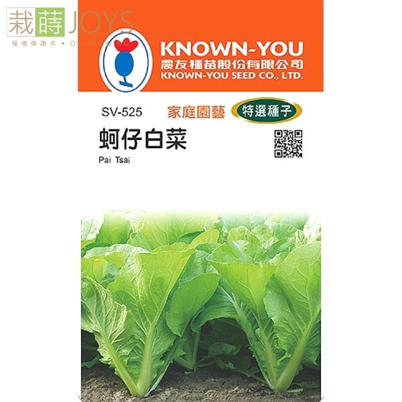 台灣種子-SV-525 蚵仔白菜