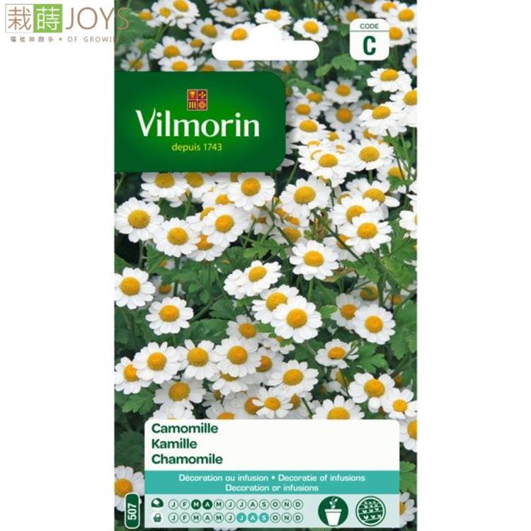 法國種子-507-洋甘菊