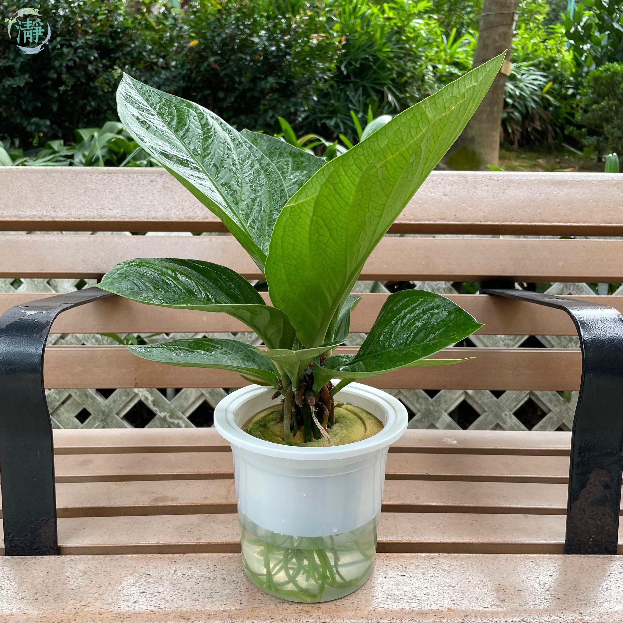 花燭 | 水種植物 Recommended Products | Brighten-Mall