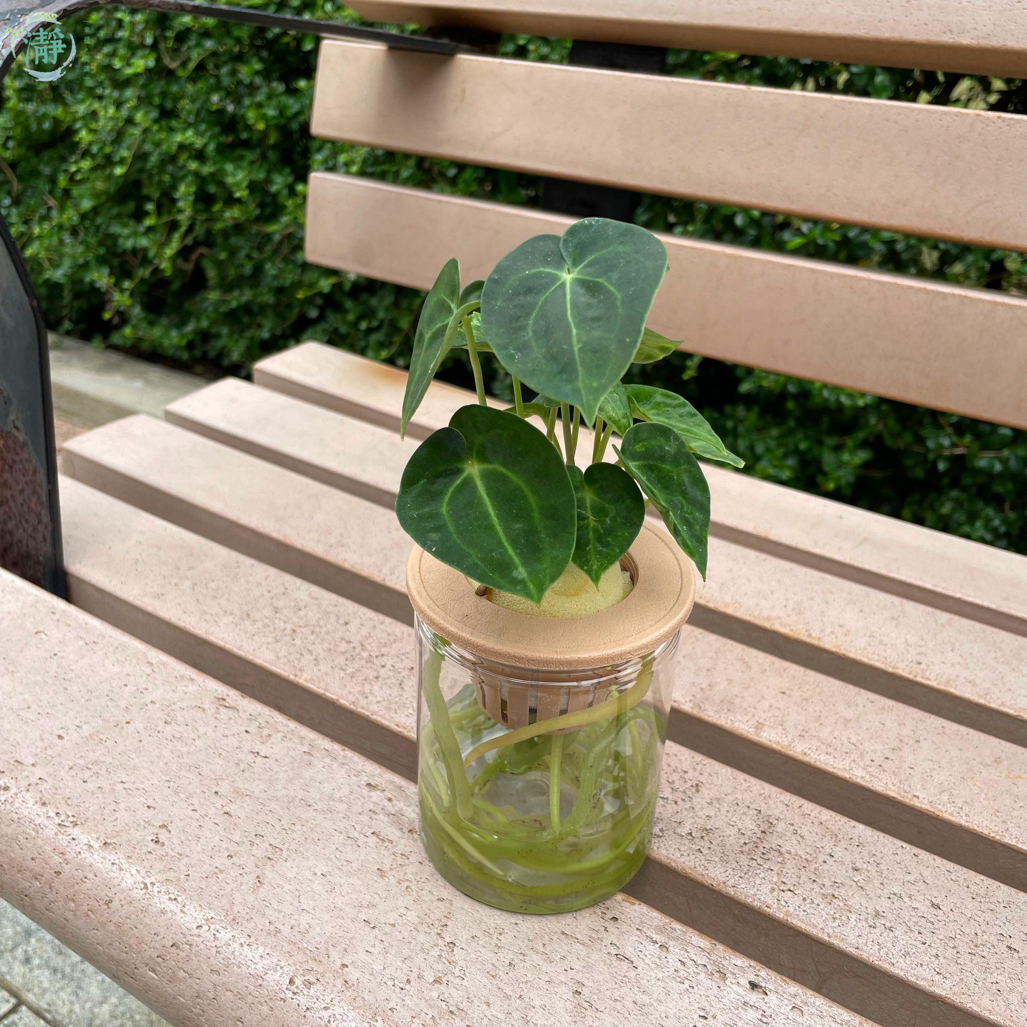 花燭 | 水種植物 Recommended Products | Brighten-Mall
