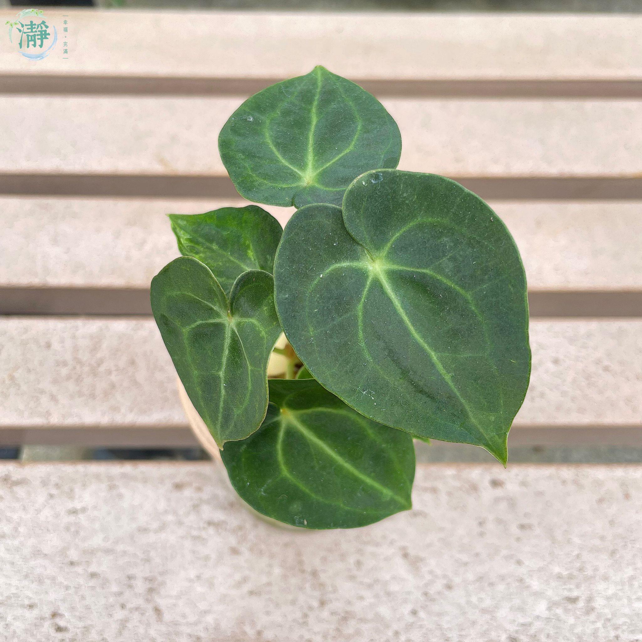 花燭 | 水種植物 Recommended Products | Brighten-Mall