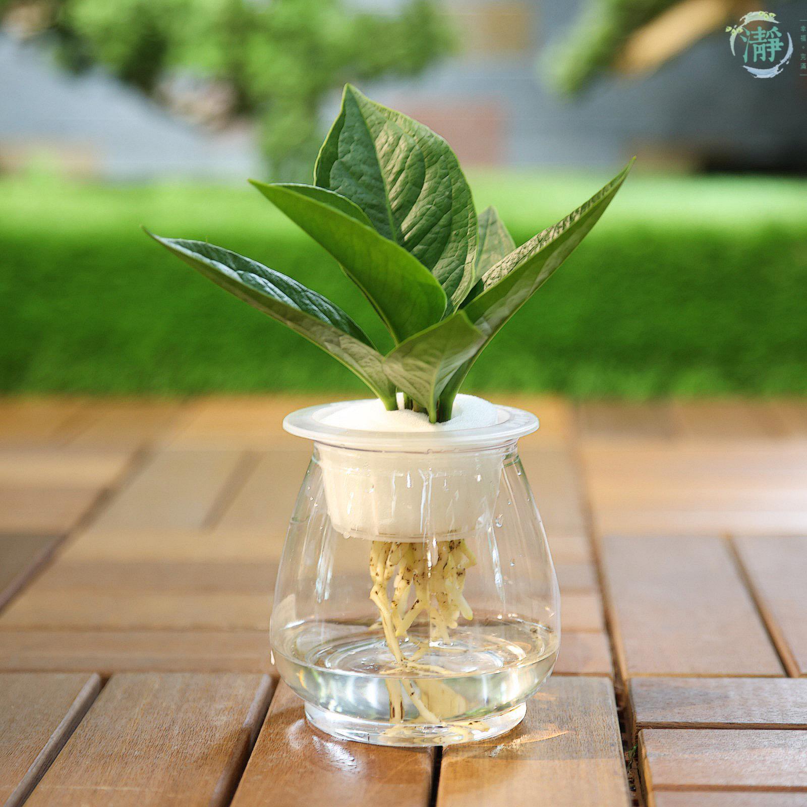 花燭 | 水種植物 Recommended Products | Brighten-Mall