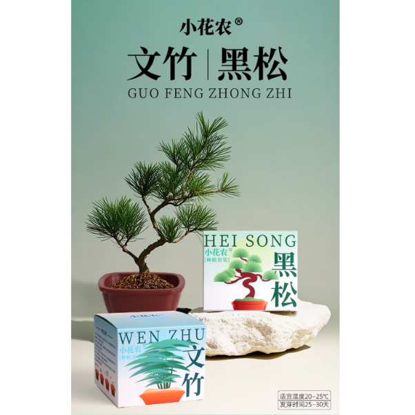 種植套裝-國風種植盆栽(混款)-(黑松/文竹)