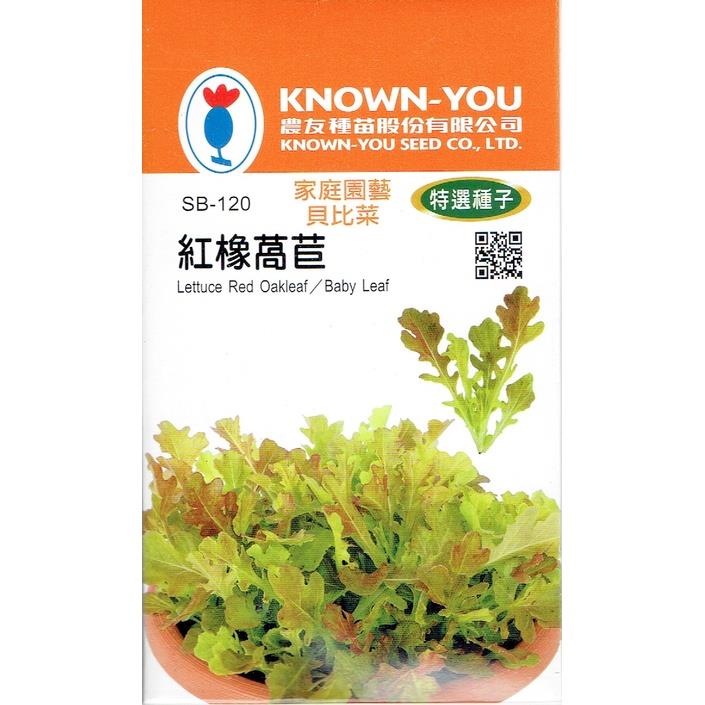 台灣種子-SB-120 紅橡萵苣