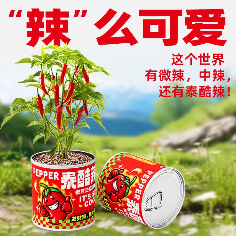 種植套裝-“泰酷辣”辣椒種植盒