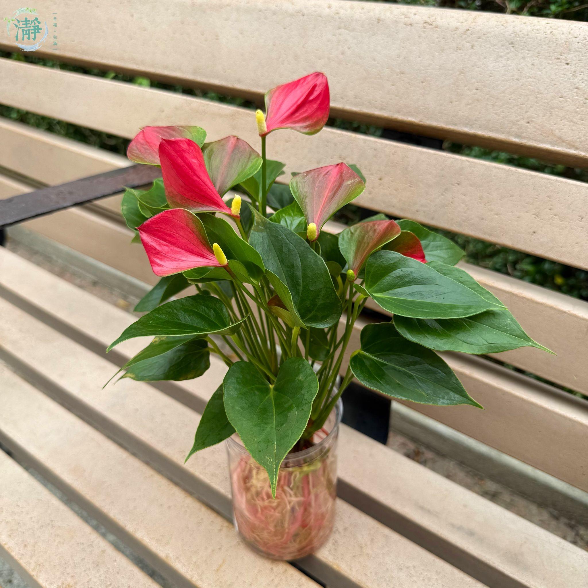 火鶴花 | 水種植物 Recommended Products | Brighten-Mall