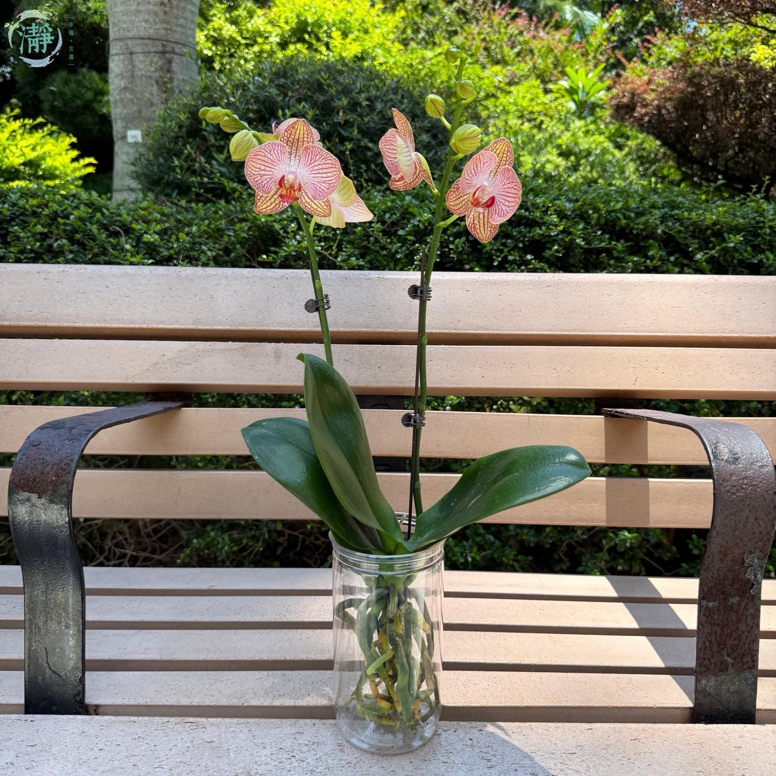 開花類 | 水種植物 Recommended Products | Brighten-Mall