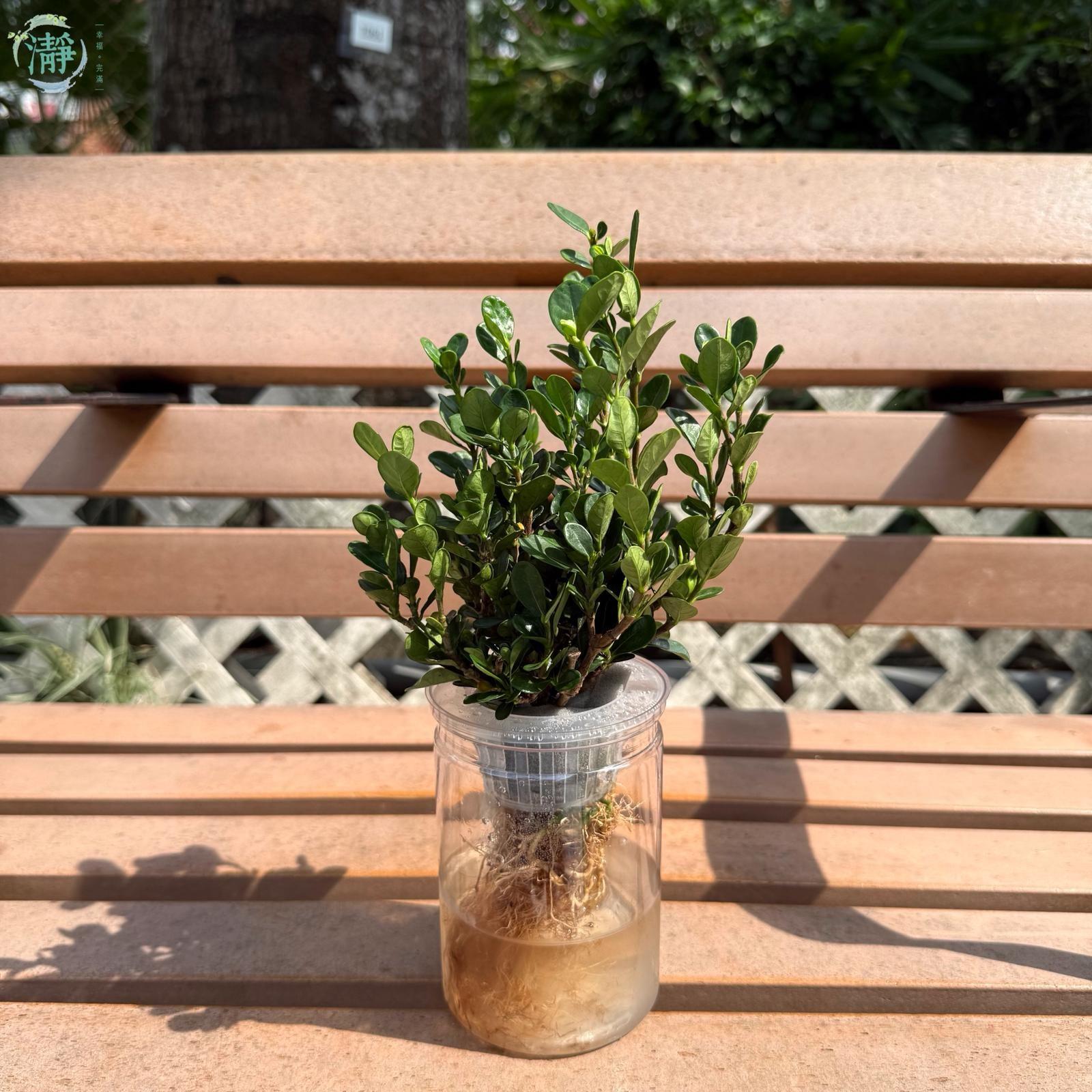 開花類 | 水種植物 Recommended Products | Brighten-Mall