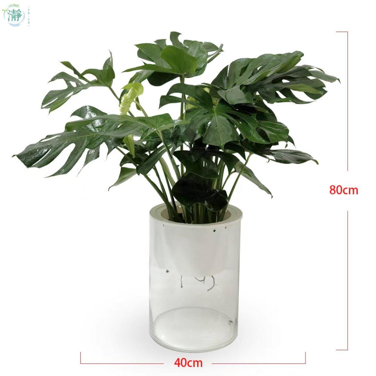 ピエラルディー Shop大きめLarge | nakato-orchids