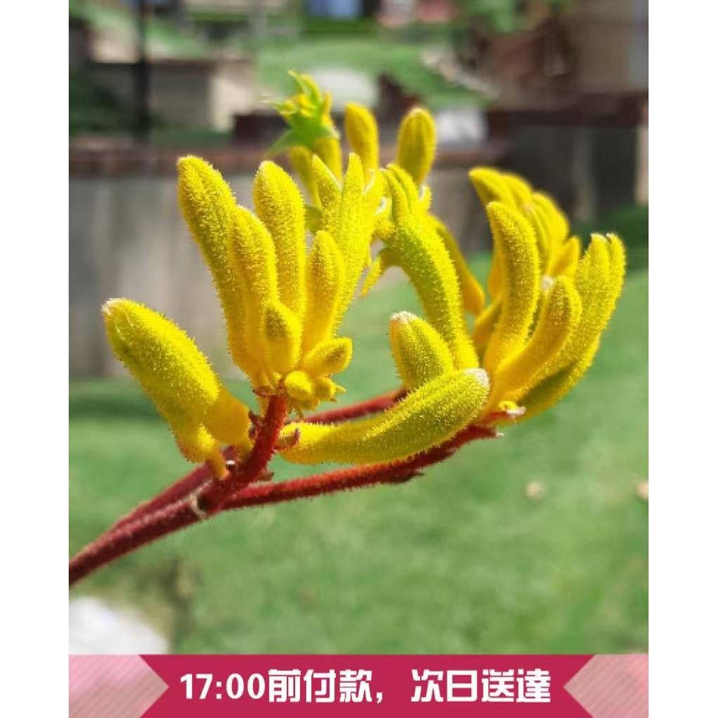 林淡幽　花生　共箱 LEGO® - Flowers 40646 水仙(花,居家飾品,花藝擺飾,模型,玩具