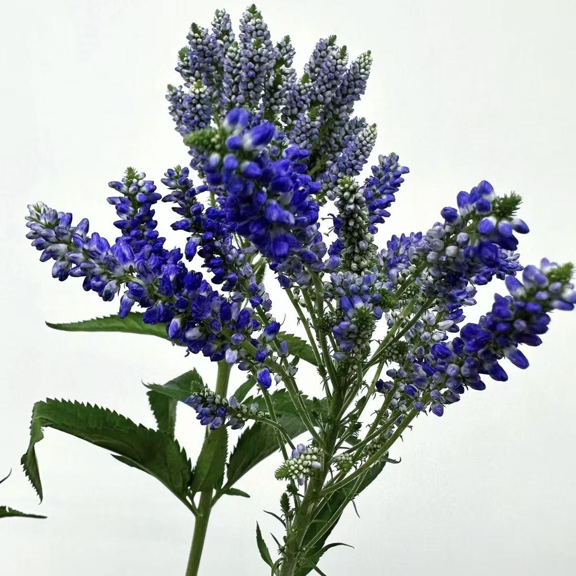 林淡幽　花生　共箱 E167B6BE-B34F-4E03-A895-