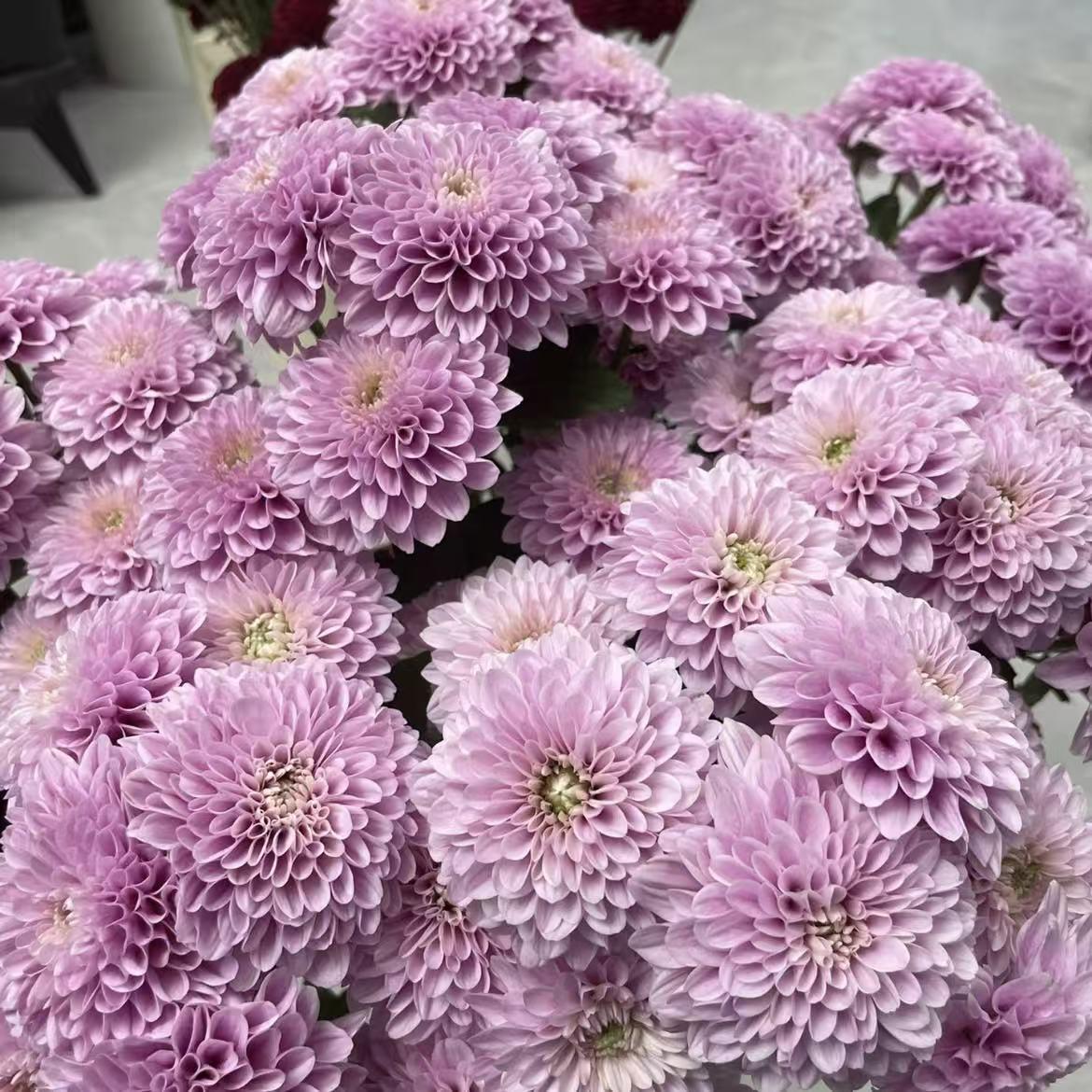 雲南菊花| 鮮花花材葉材商品推薦| Brighten-Mall