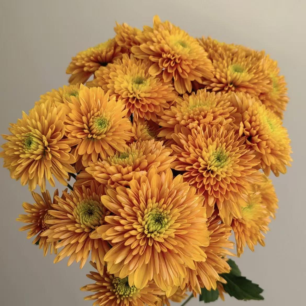 雲南菊花| 鮮花花材葉材商品推薦| Brighten-Mall
