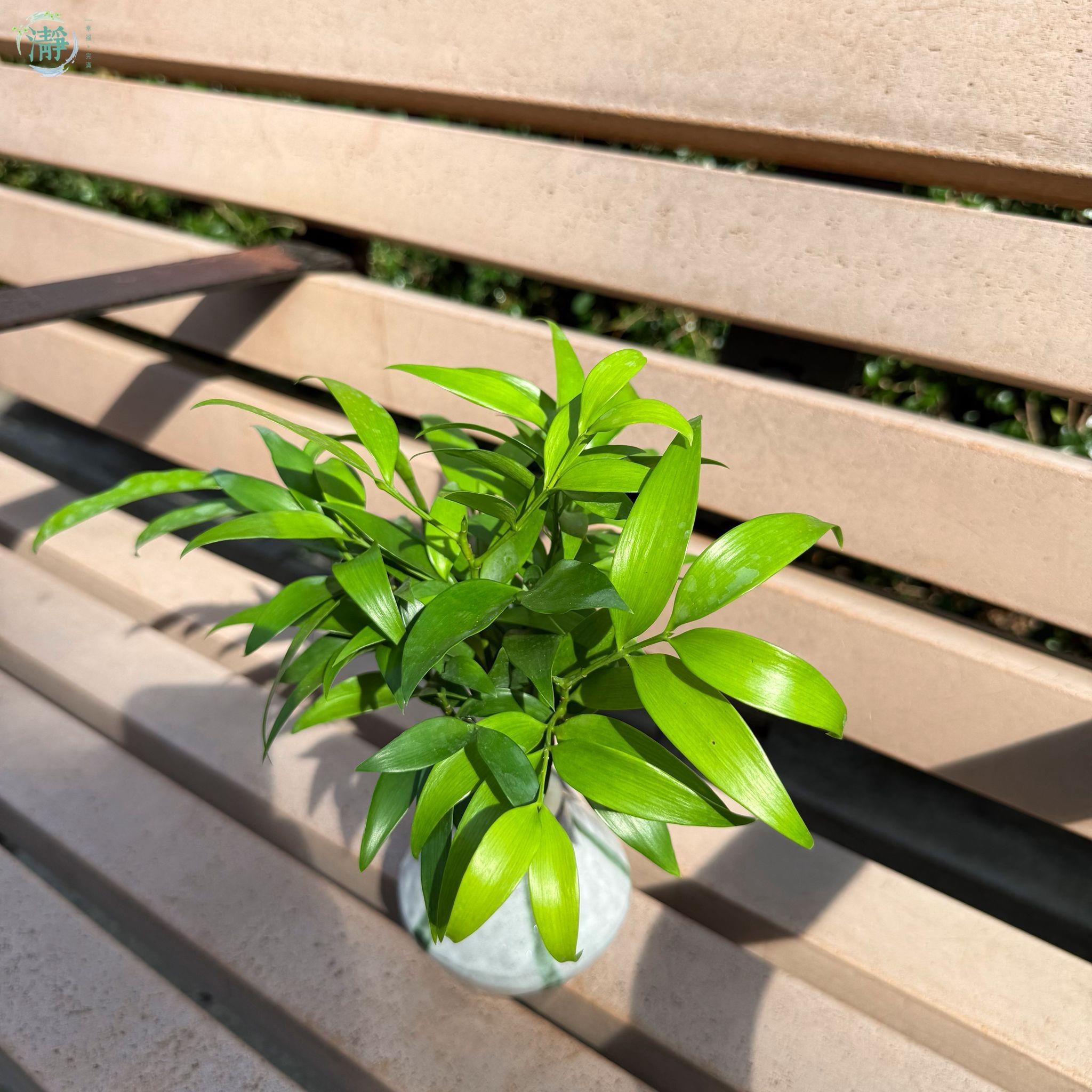 小型座枱款| 水種植物商品推薦| Brighten-Mall