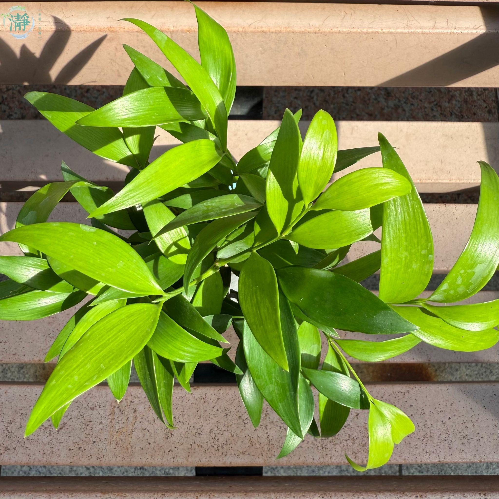 小型座枱款| 水種植物商品推薦| Brighten-Mall