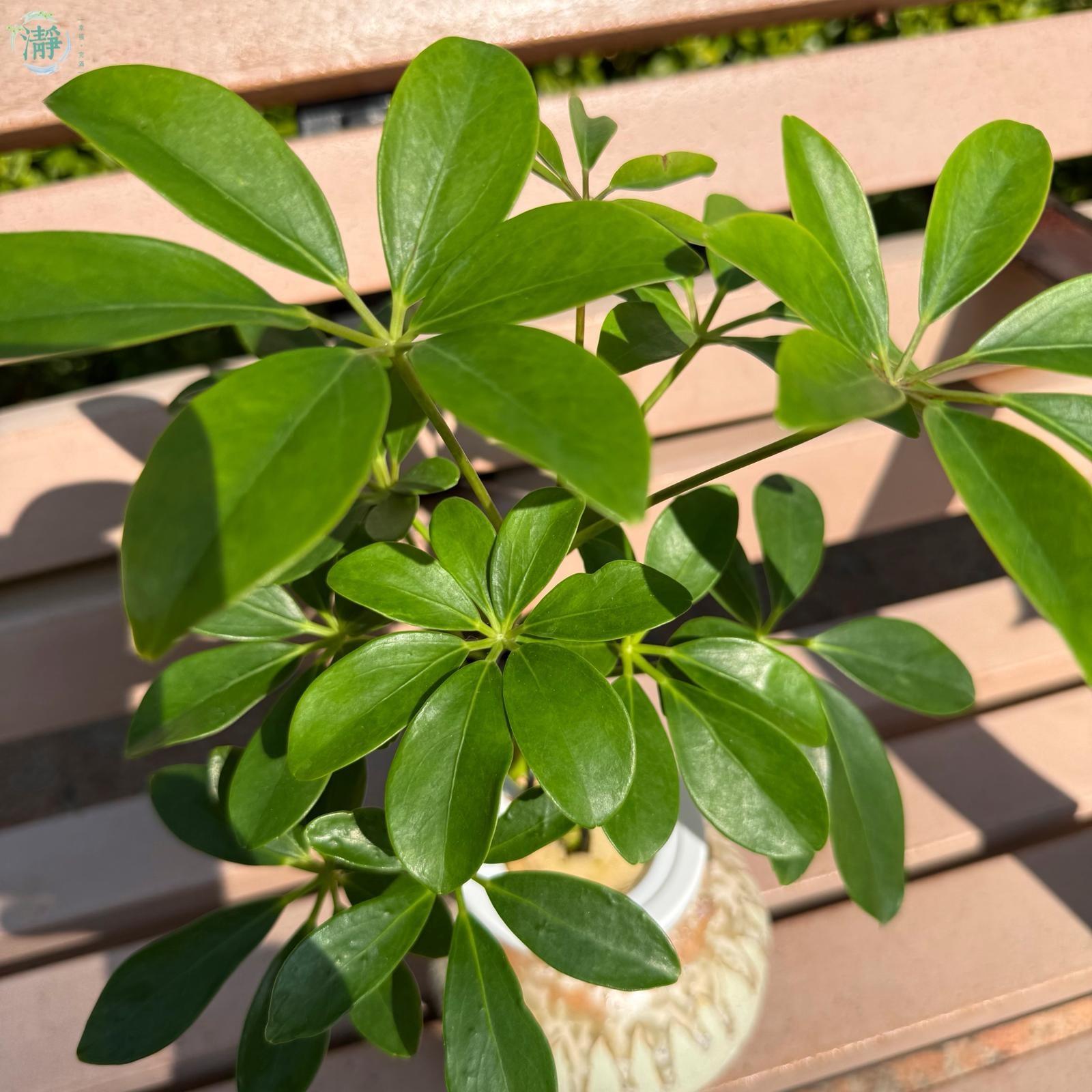 小型座枱款| 水種植物商品推薦| Brighten-Mall