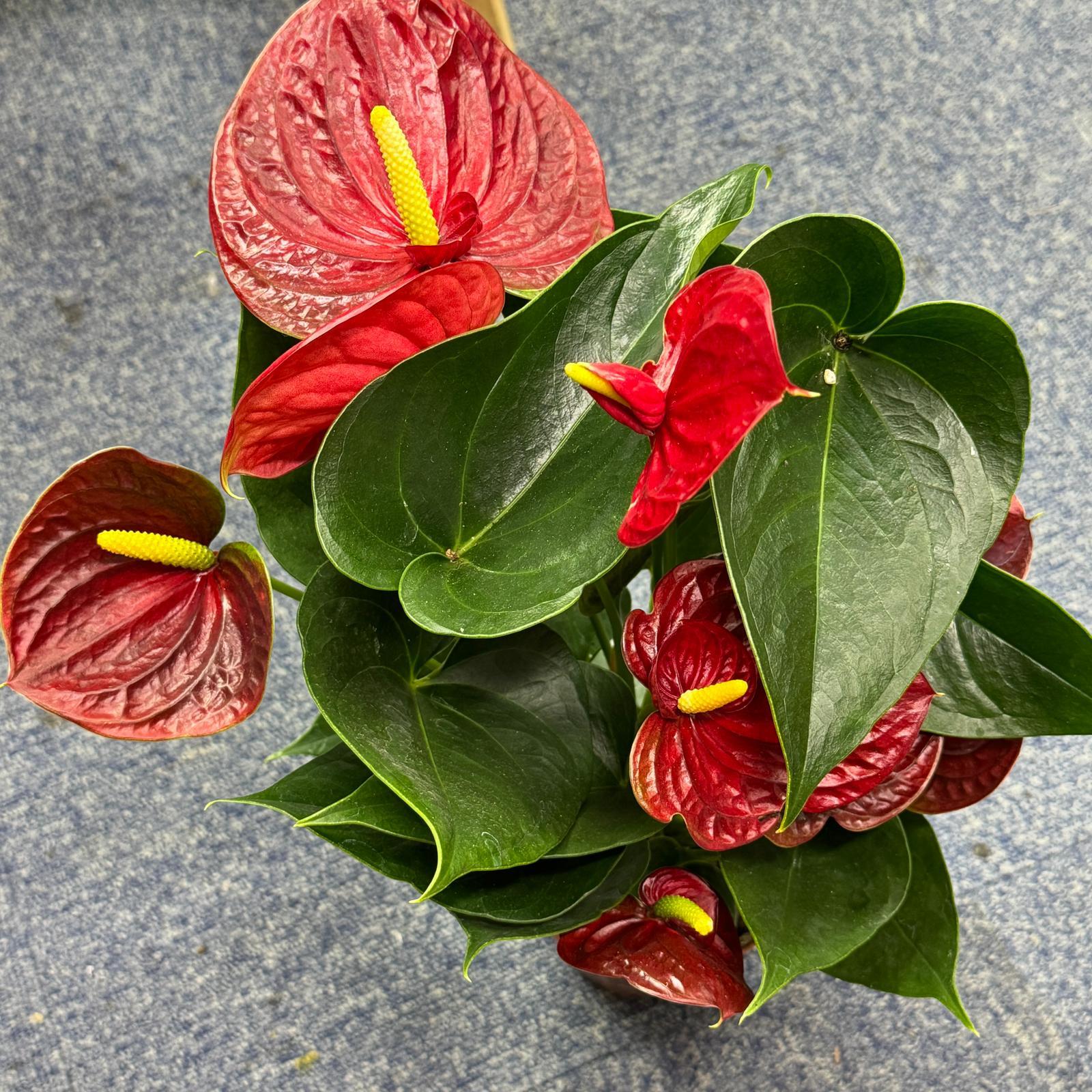 風水位植物推薦| 繽紛Brighten Mall